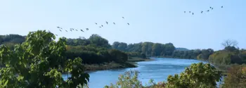 GrandRiver_Birds_Resized.png