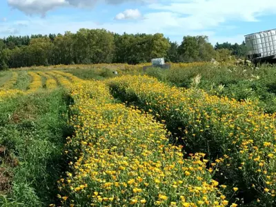 Blog_Hearts-Content-Organic-Farm.jpg