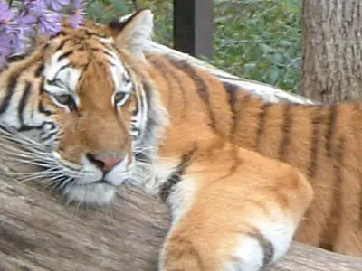 Brantford-Brant Twin Valley Zoo.png
